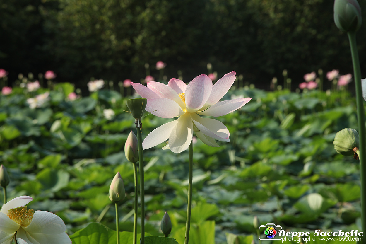 VBS_6648 - Fioritura Loto Laghetto Vezza d'Alba.jpg